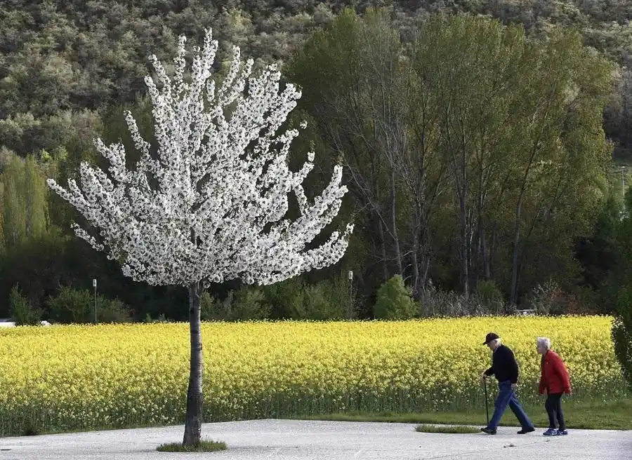 Una pareja mayor camina por un sendero pavimentado junto a un árbol lleno de flores blancas y un campo amarillo.