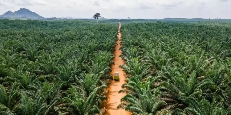 Vista aérea de una extensa plantación de palmas con un camino de tierra central y un camión verde transportando productos. Montañas en el horizonte.