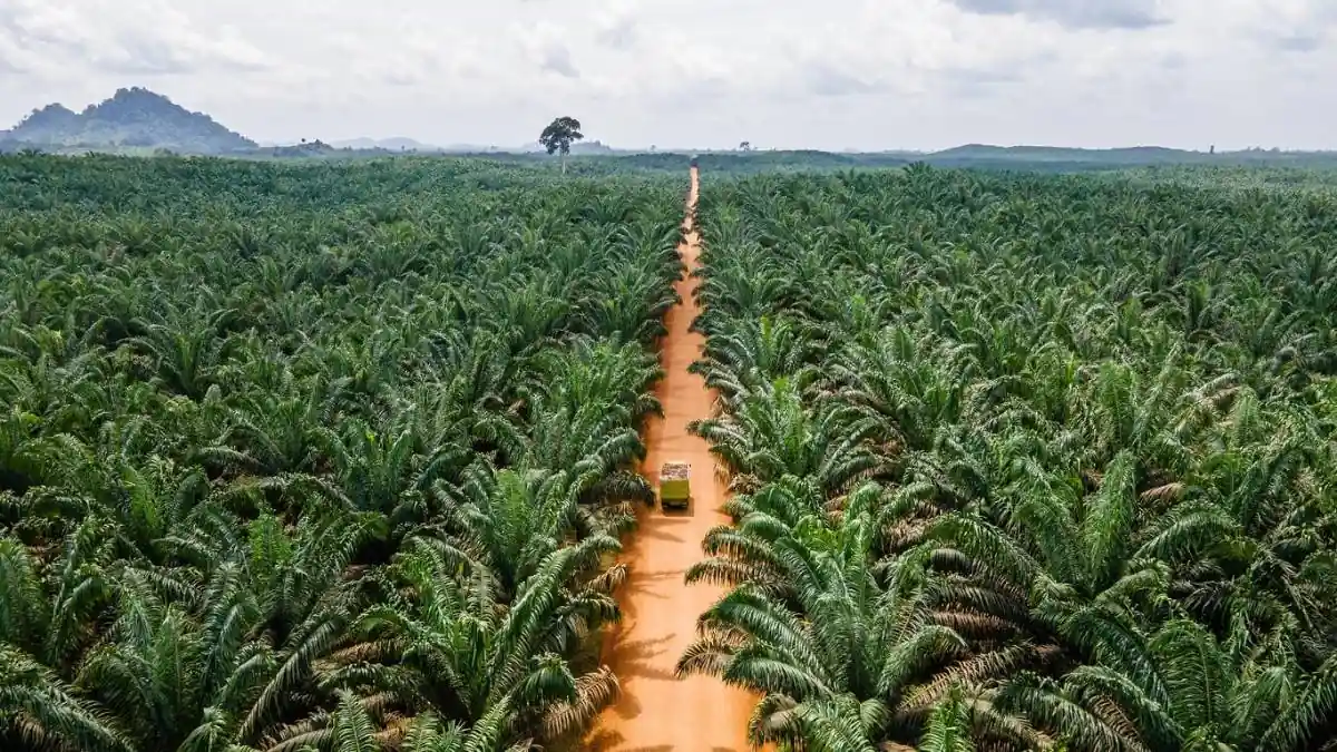Vista aérea de una extensa plantación de palmas con un camino de tierra central y un camión verde transportando productos. Montañas en el horizonte.