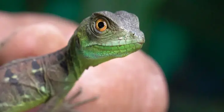 Primer plano de la cabeza de un pequeño lagarto de tonos verdes y marrones sostenido suavemente sobre una mano humana.