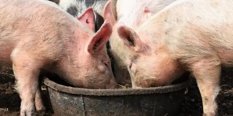 Primer plano de varios cerdos rosados y uno blanco y negro comiendo de un comedero oscuro en un suelo de tierra.