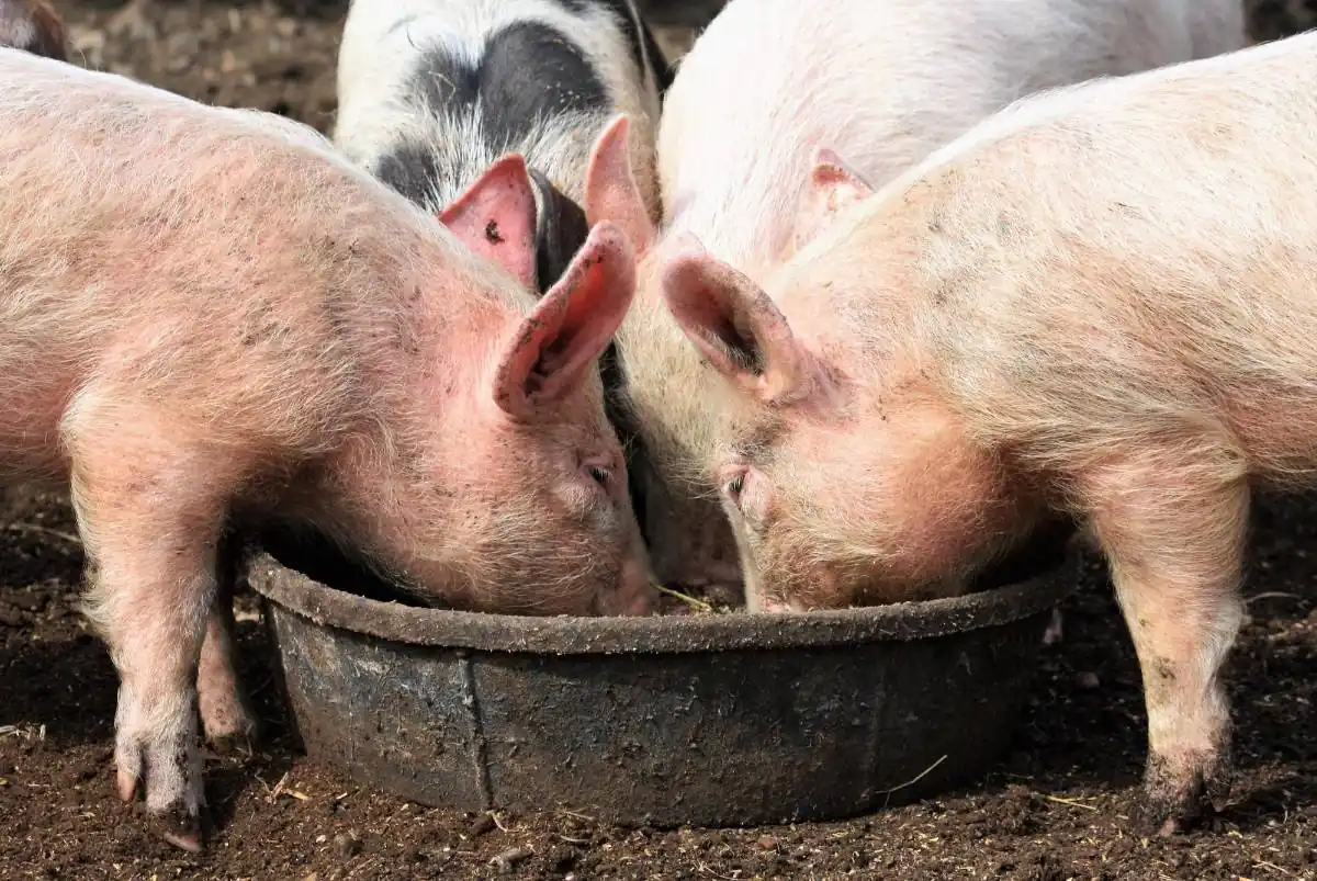 Primer plano de varios cerdos rosados y uno blanco y negro comiendo de un comedero oscuro en un suelo de tierra.