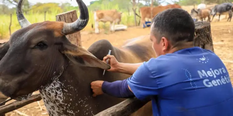 Veterinario con camiseta azul aplicando una inyección a un toro oscuro con cuernos en una granja.