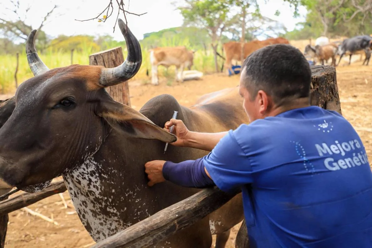 Veterinario con camiseta azul aplicando una inyección a un toro oscuro con cuernos en una granja.
