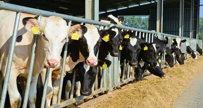 Vacas lecheras blancas y negras comiendo heno en los establos de una granja moderna con estructuras metálicas.