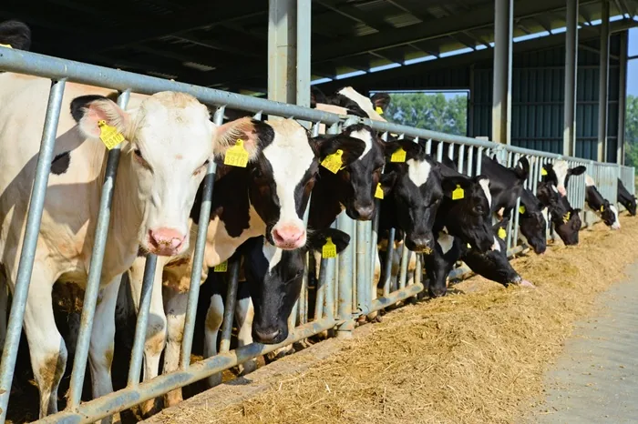 Vacas lecheras blancas y negras comiendo heno en los establos de una granja moderna con estructuras metálicas.