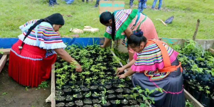 Tres mujeres con vestimenta colorida cuidan plántulas en bolsas negras en un vivero. Hombres y un niño observan detrás de una cerca.