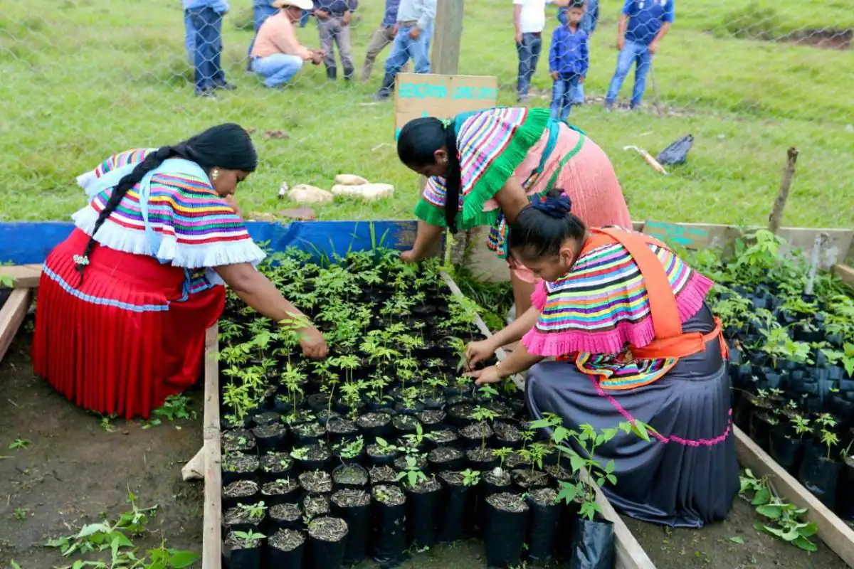 Tres mujeres con vestimenta colorida cuidan plántulas en bolsas negras en un vivero. Hombres y un niño observan detrás de una cerca.