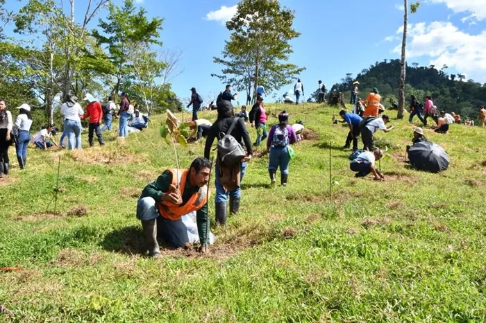 Grupo numeroso de personas plantando árboles en una colina verde y soleada durante una jornada de reforestación.