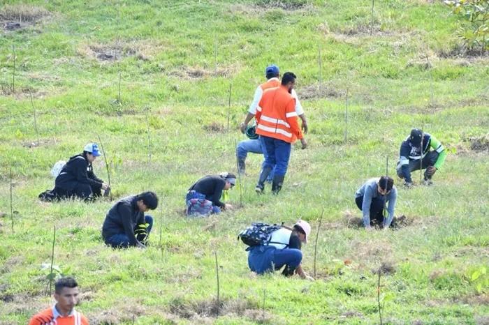 Grupo de personas plantando árboles en un terreno verde durante una actividad de reforestación comunitaria.