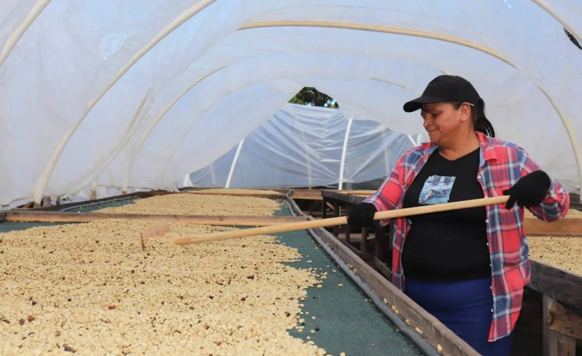 Mujer agricultora con gorra y camisa a cuadros rastrillando granos de café en un invernadero
