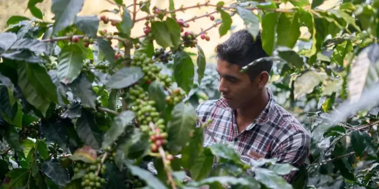 Un hombre con camisa a cuadros trabajando entre plantas de café con frutos verdes y rojos en una plantación.