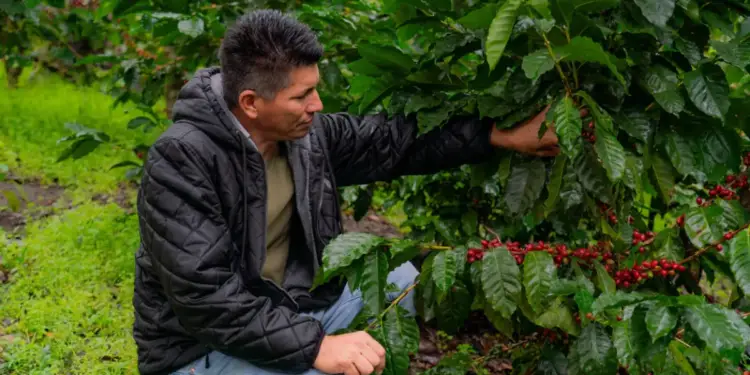 Hombre inspecciona granos de café maduros en un cafeto. Viste chaqueta negra y jeans, agachado en un campo verde. Representa la agricultura.