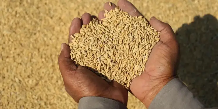 Manos sosteniendo granos de arroz cosechados sobre un fondo de más arroz.
