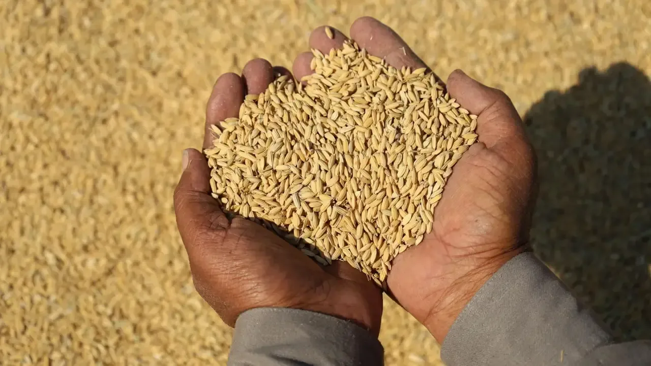 Manos sosteniendo granos de arroz cosechados sobre un fondo de más arroz.